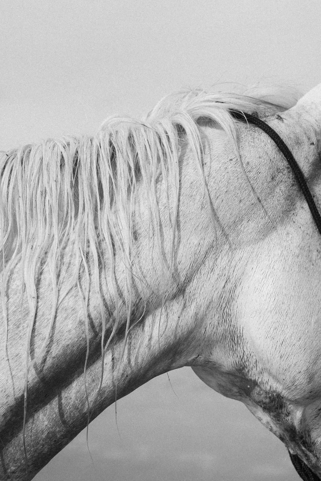 Black and white study of a horse's neck and mane — MILAGRES, by Kenneth Kemp